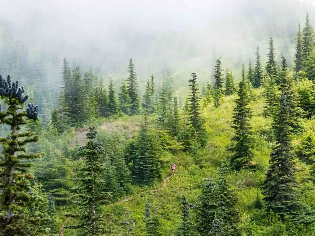 Trail runner in a hilly forest